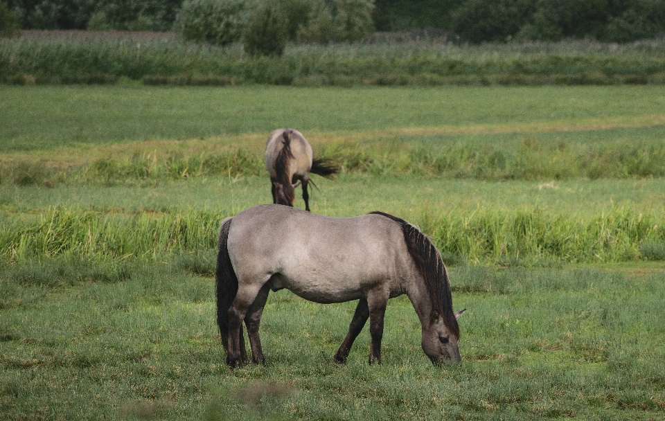 Meadow prairie wildlife herd