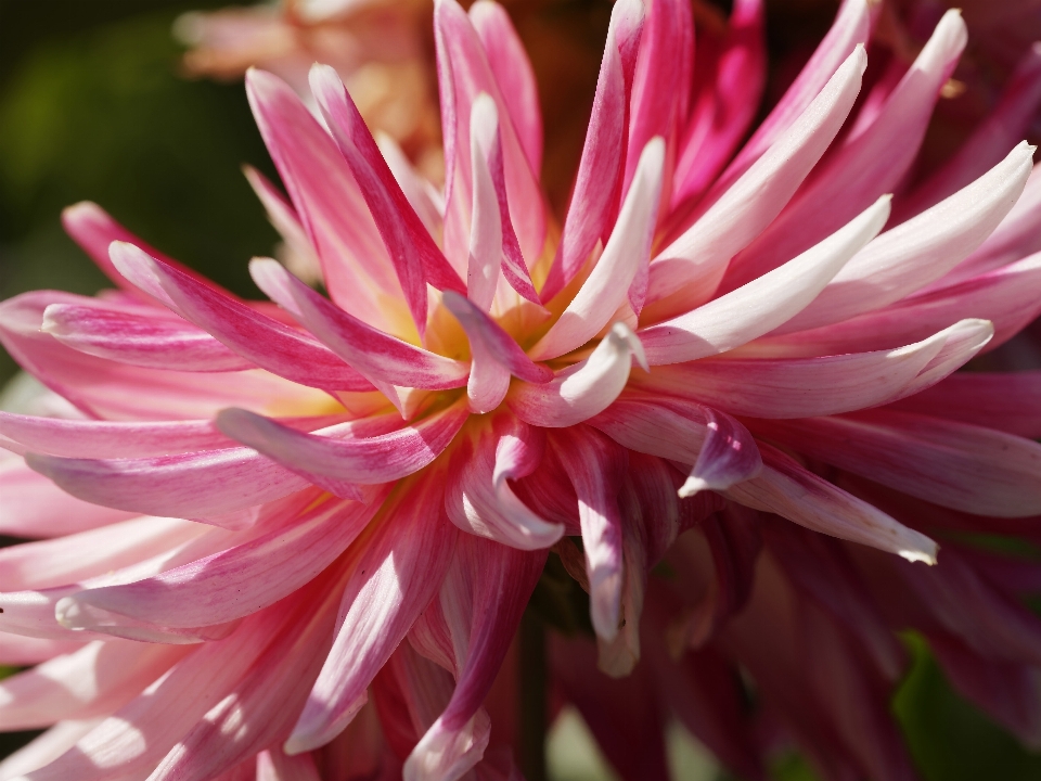 Blüte anlage blume blütenblatt