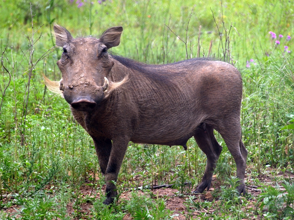 Countryside wildlife horn pasture