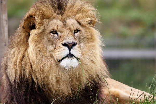 Photo Animal faune sauvage zoo