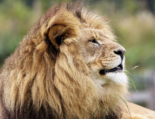 Photo Animal faune sauvage zoo