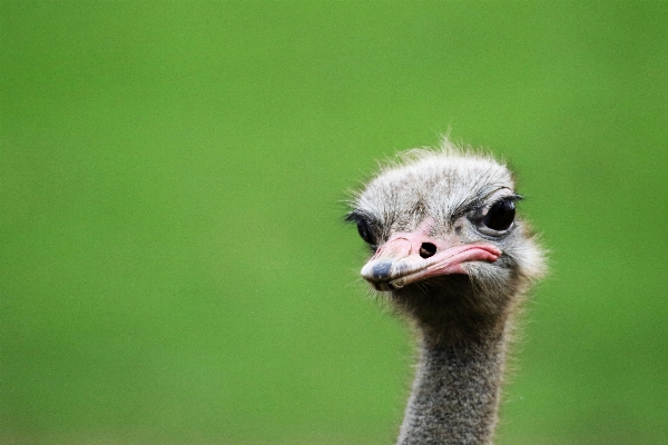 自然 アウトドア 鳥 野生動物 写真