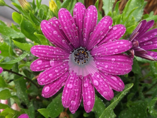 Plant flower purple petal Photo