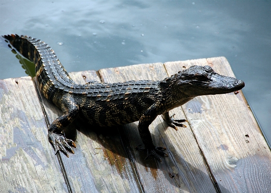 Water nature swamp dock Photo