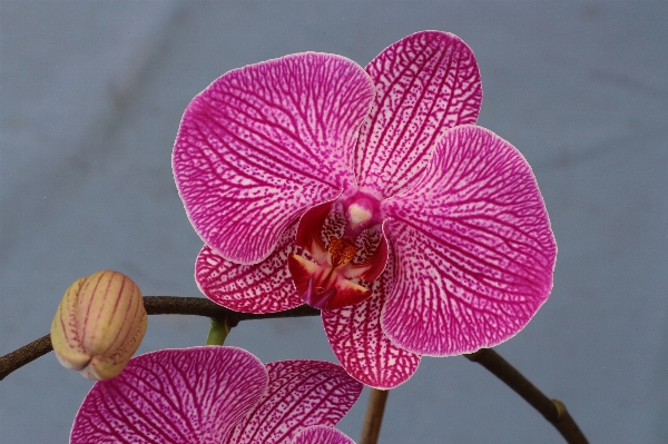 Nature blossom plant flower Photo