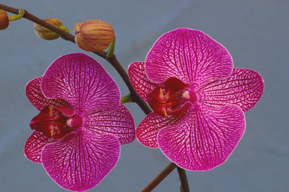 Naturaleza florecer planta flor