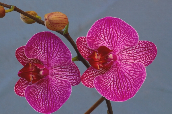 Photo Nature fleurir usine fleur