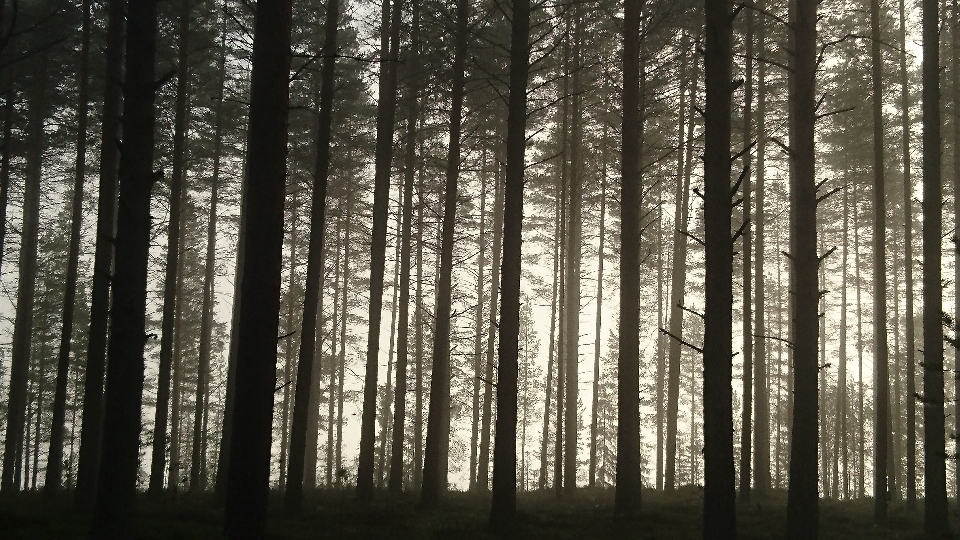 Paesaggio albero natura foresta