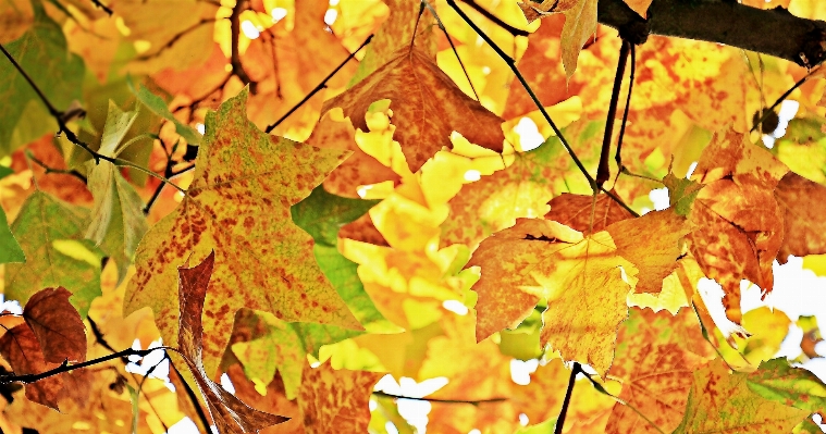 Tree nature branch plant Photo