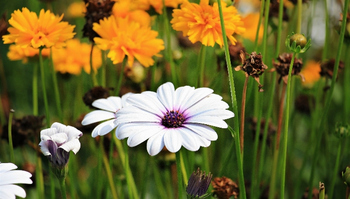 Nature grass blossom plant Photo