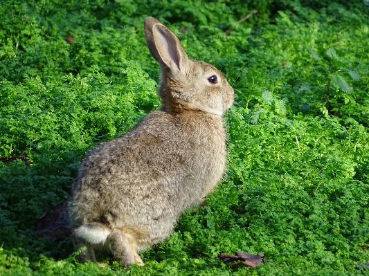 Nature grass animal cute Photo