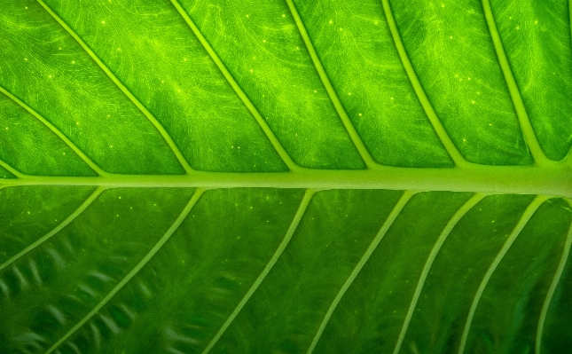 自然 森 草 概要 写真