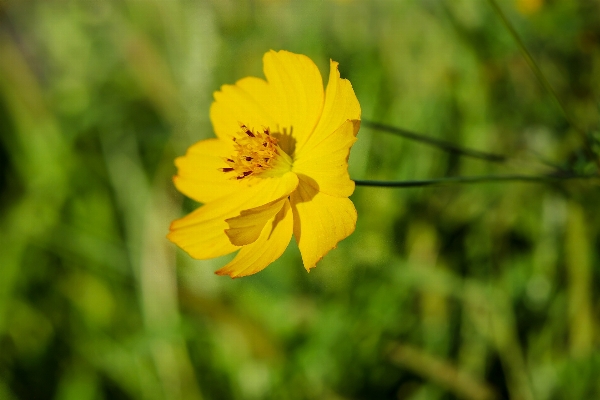 Nature grass plant field Photo