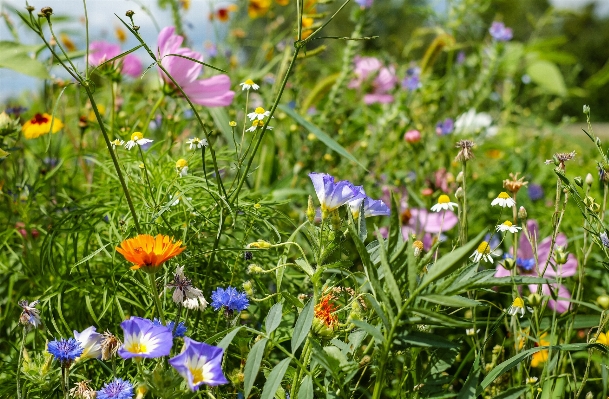 Nature grass plant field Photo