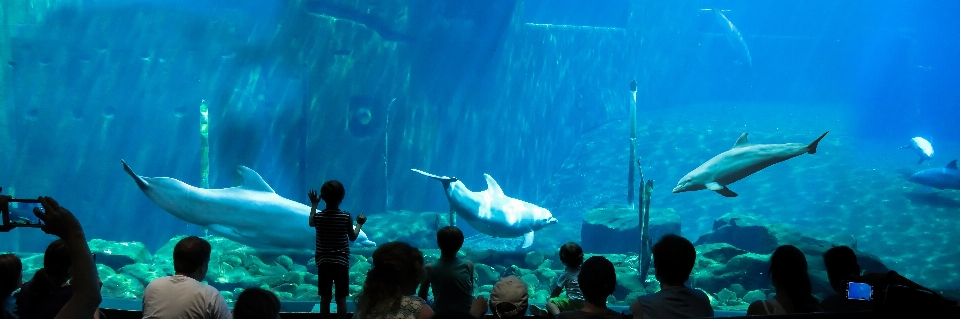 海 パノラマ ダイビング 水中