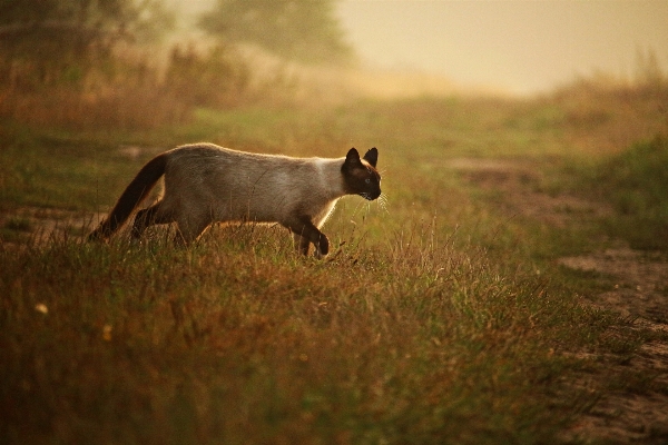 Natur gras nebel morgen Foto