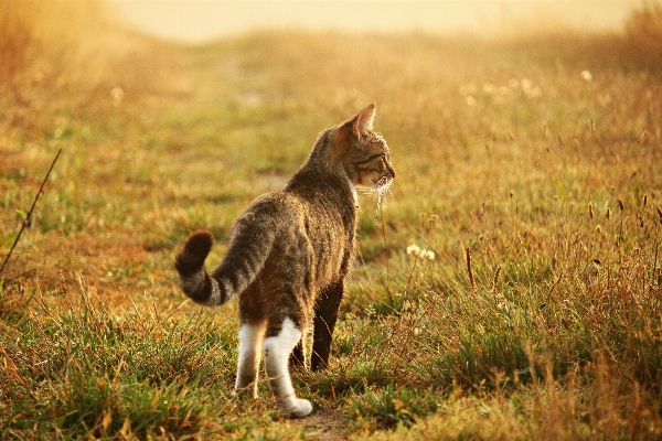 Foto Rumput padang rumput
 margasatwa anak kucing