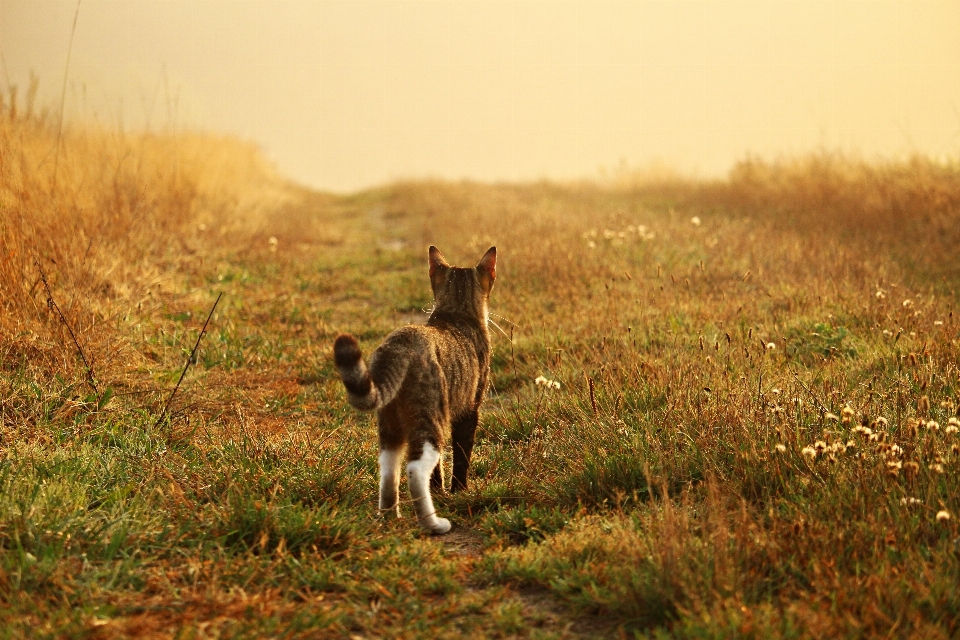 Nature herbe prairie
 matin