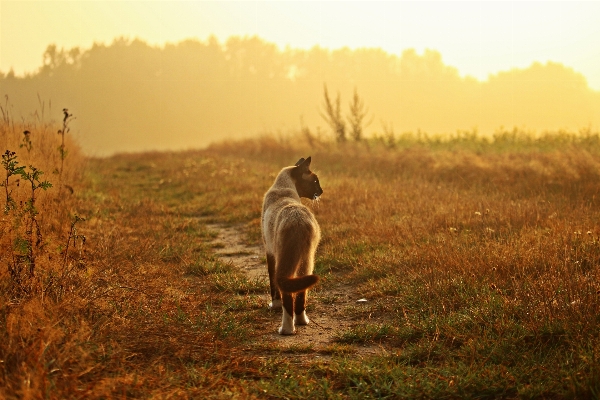 Natur gras wildnis
 nebel Foto