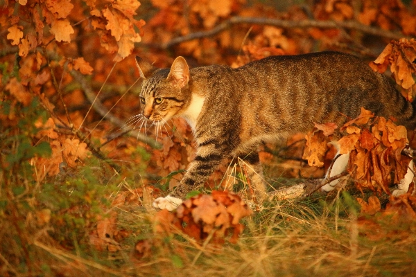 Foto Animais selvagens gatinho gato outono