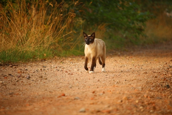 Foto Erba animali selvatici gattino gatto