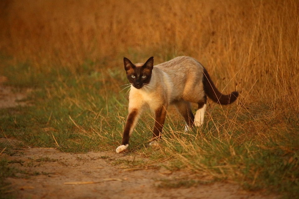 草 野生动物 小猫 猫