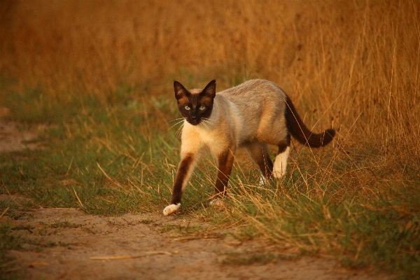 çimen yaban hayatı kedi yavrusu Fotoğraf