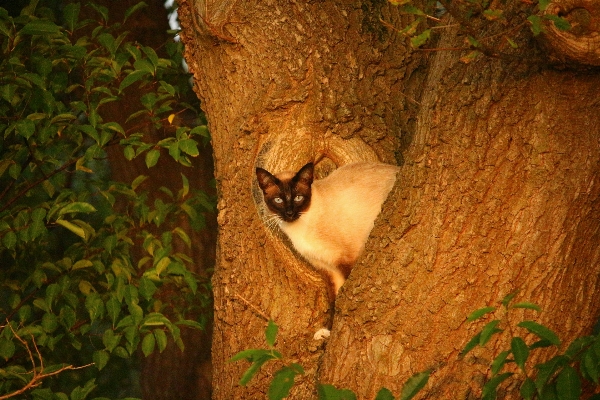 Tree nature forest wilderness Photo