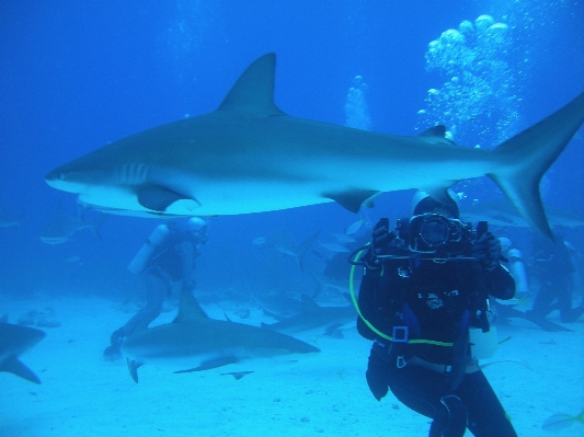 Diving biology fish shark Photo