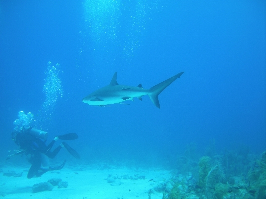 Sea ocean diving underwater Photo