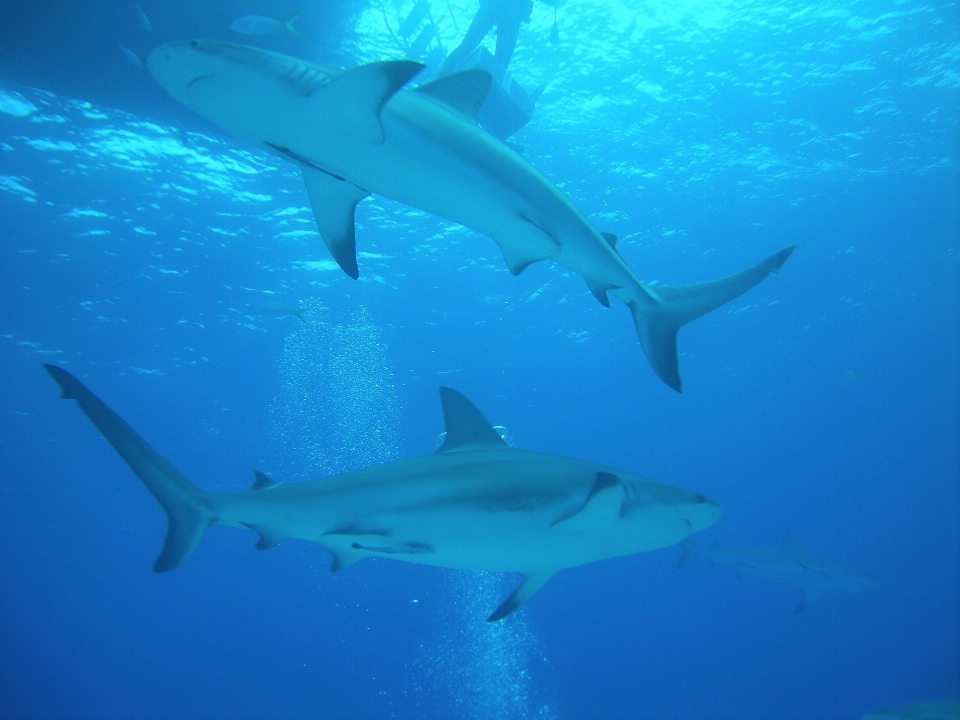 Ocean diving underwater biology