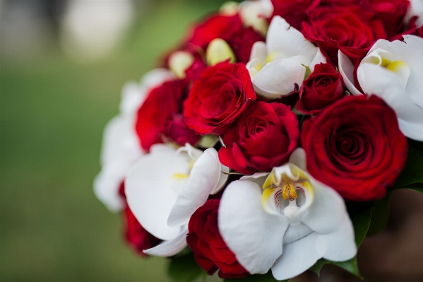 Blossom plant flower petal Photo