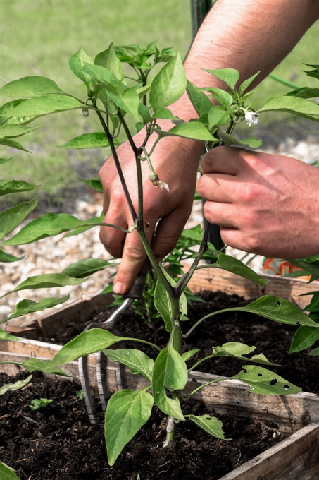 Pianta foglia fiore cibo