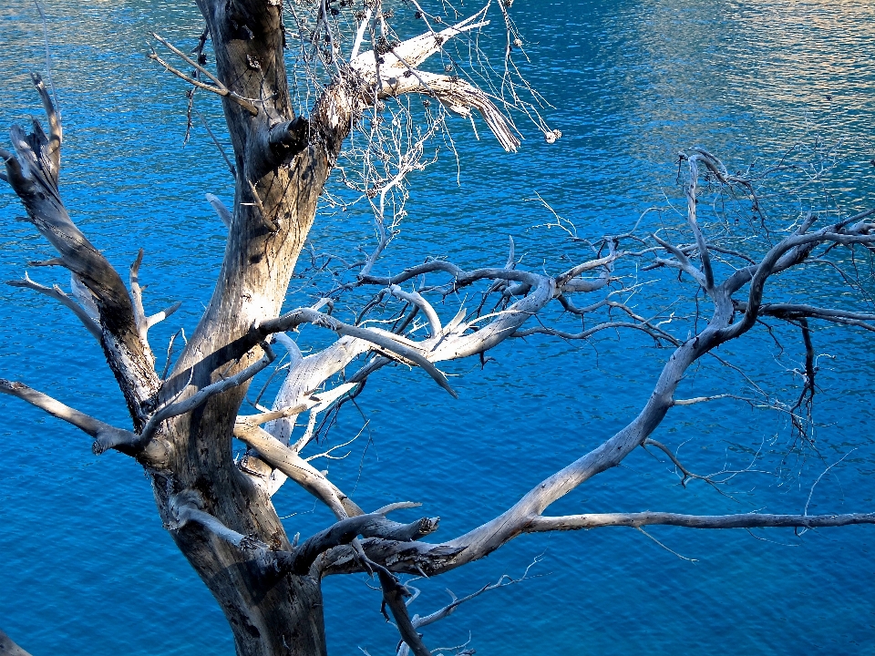 Mar costa árbol agua