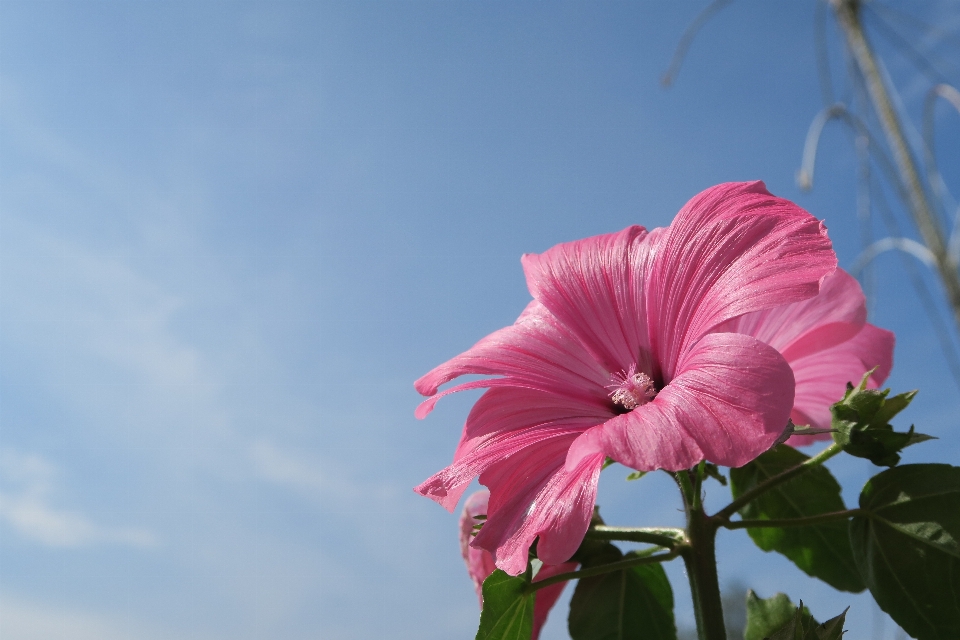 开花 植物 天空 花