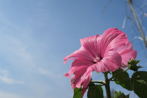 Blossom plant sky flower Photo