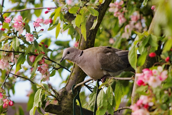 Tree nature branch blossom Photo