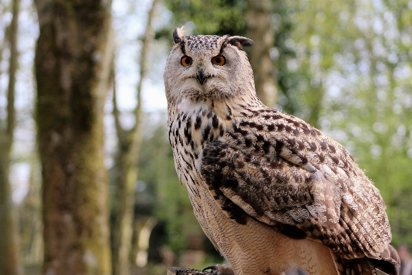 Foto Alam burung malam margasatwa