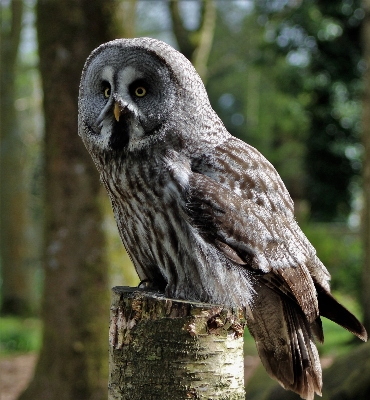 Natur vogel flügel nacht Foto