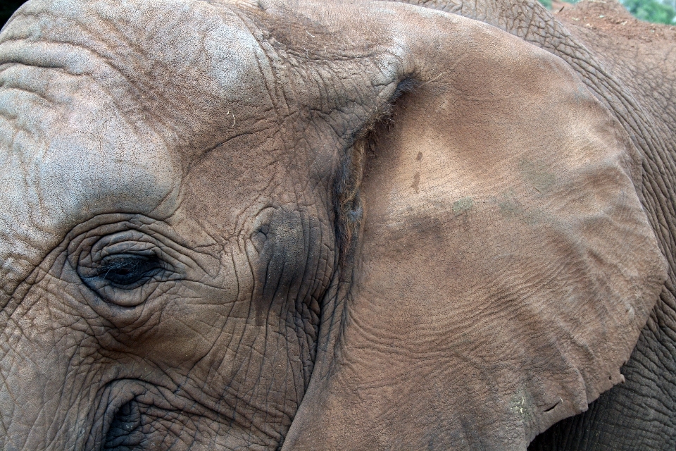 Zwierzę dzikiej przyrody ogród zoologiczny ssak