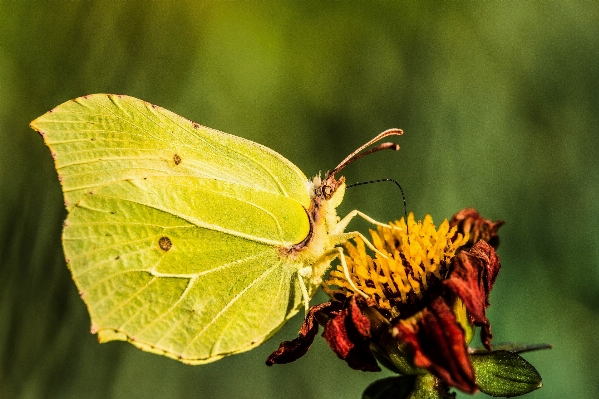 自然 写真撮影 葉 花 写真