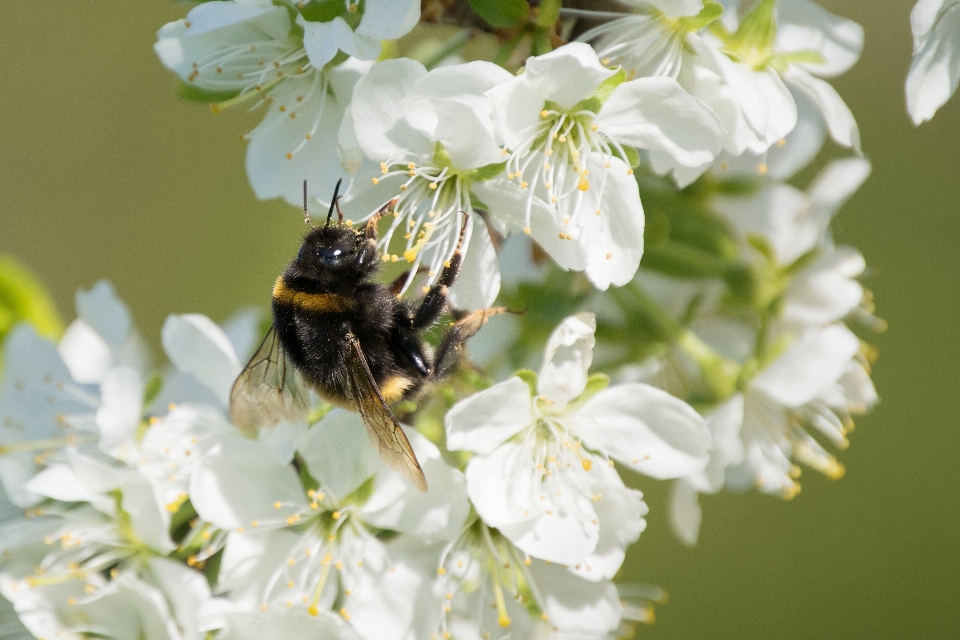 Natur zweig blüte anlage