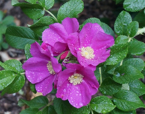 Nature blossom plant flower Photo