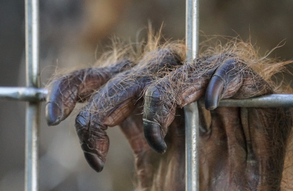 Mão fotografia animais selvagens inseto