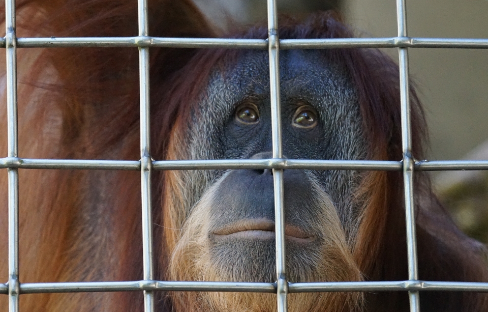 Pensiero zoo mammifero libertà