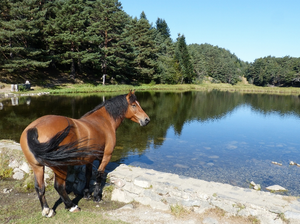 湖 馬 種牡馬 ヴァル・ダラン
