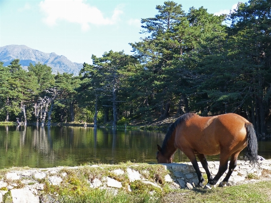 Landscape wilderness meadow lake Photo