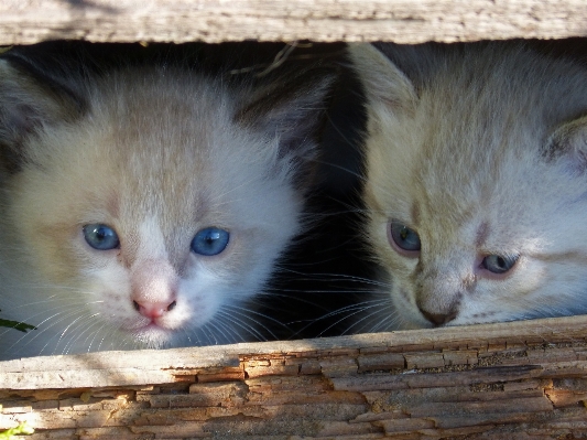 Photo Animal de compagnie chaton chat mammifère