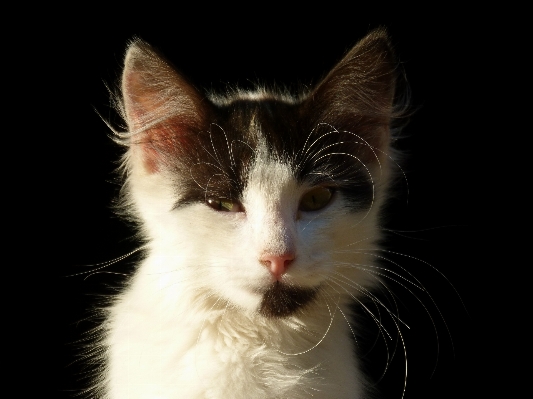 白 子犬 子猫 猫 写真