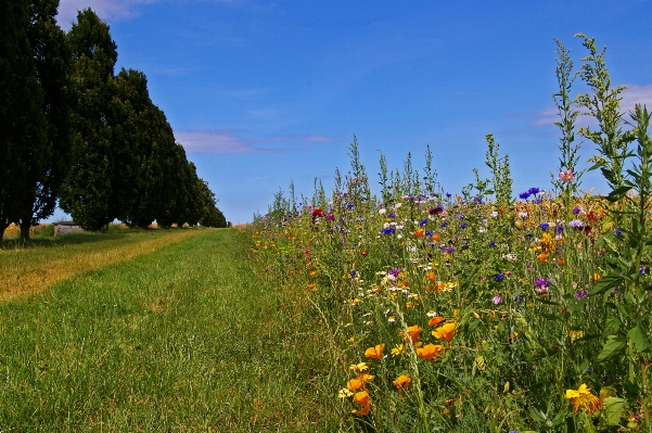 Landscape nature forest grass Photo